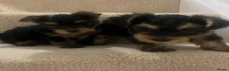 Yorkshire Terrier dogs for sale: 😍 Yorkshire terrier puppies 😍 - Advert 5
