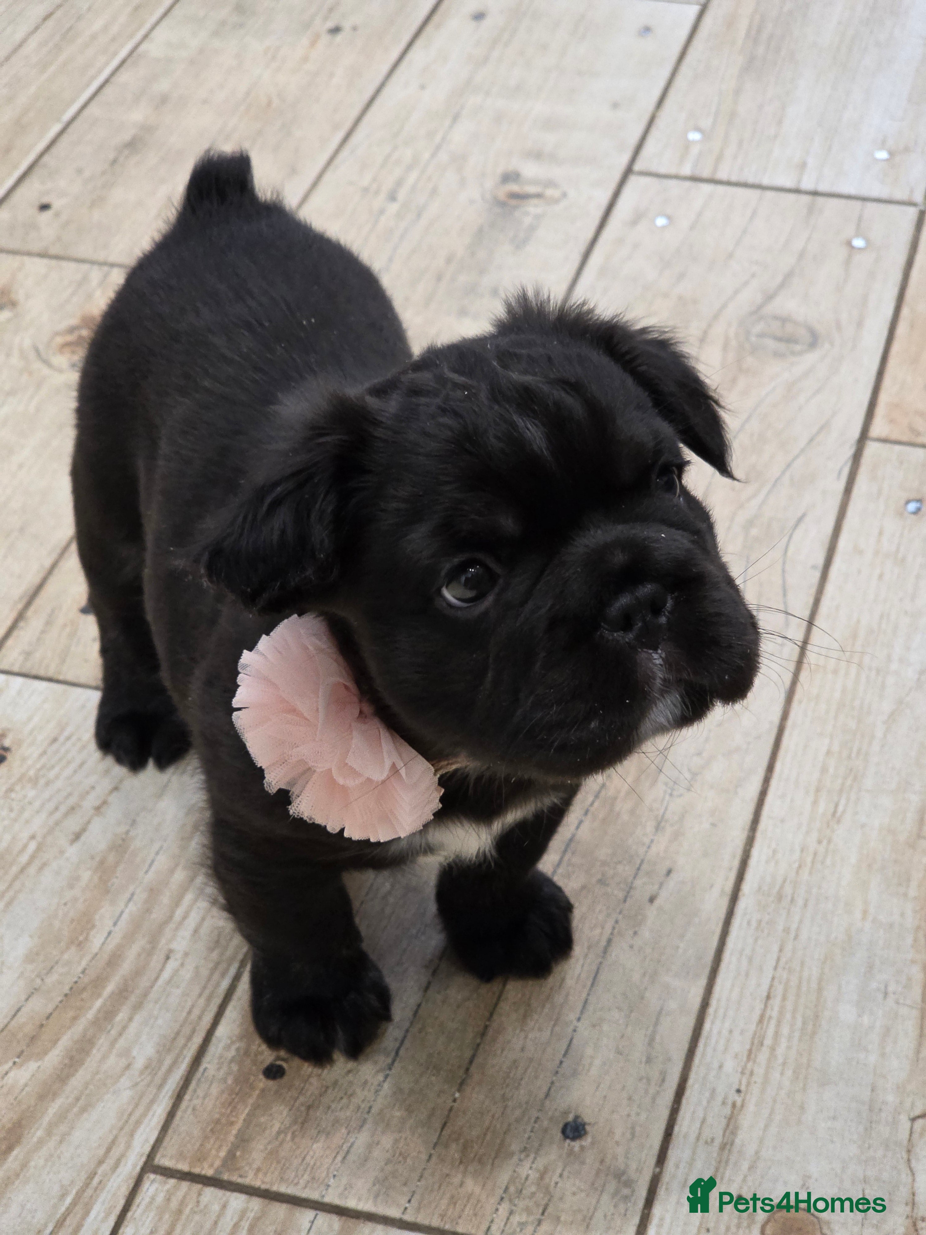 French Bulldog dogs  READY TO Go! Fluffy French Bulldog with DNA - Advert 5