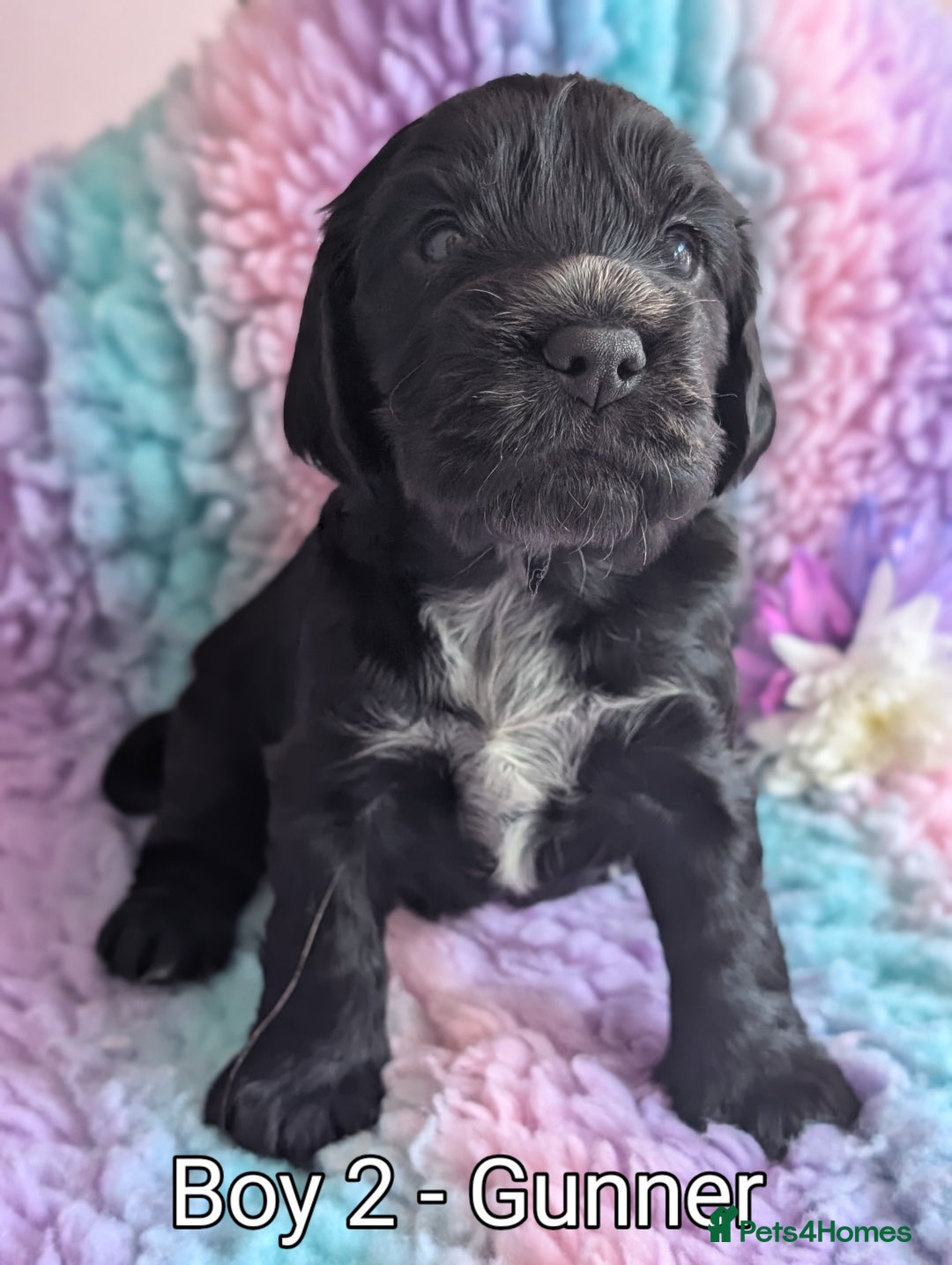 Cocker Spaniel dogs for sale: KC Registered Cocker Spaniel Puppies in Canterbury - Image 16