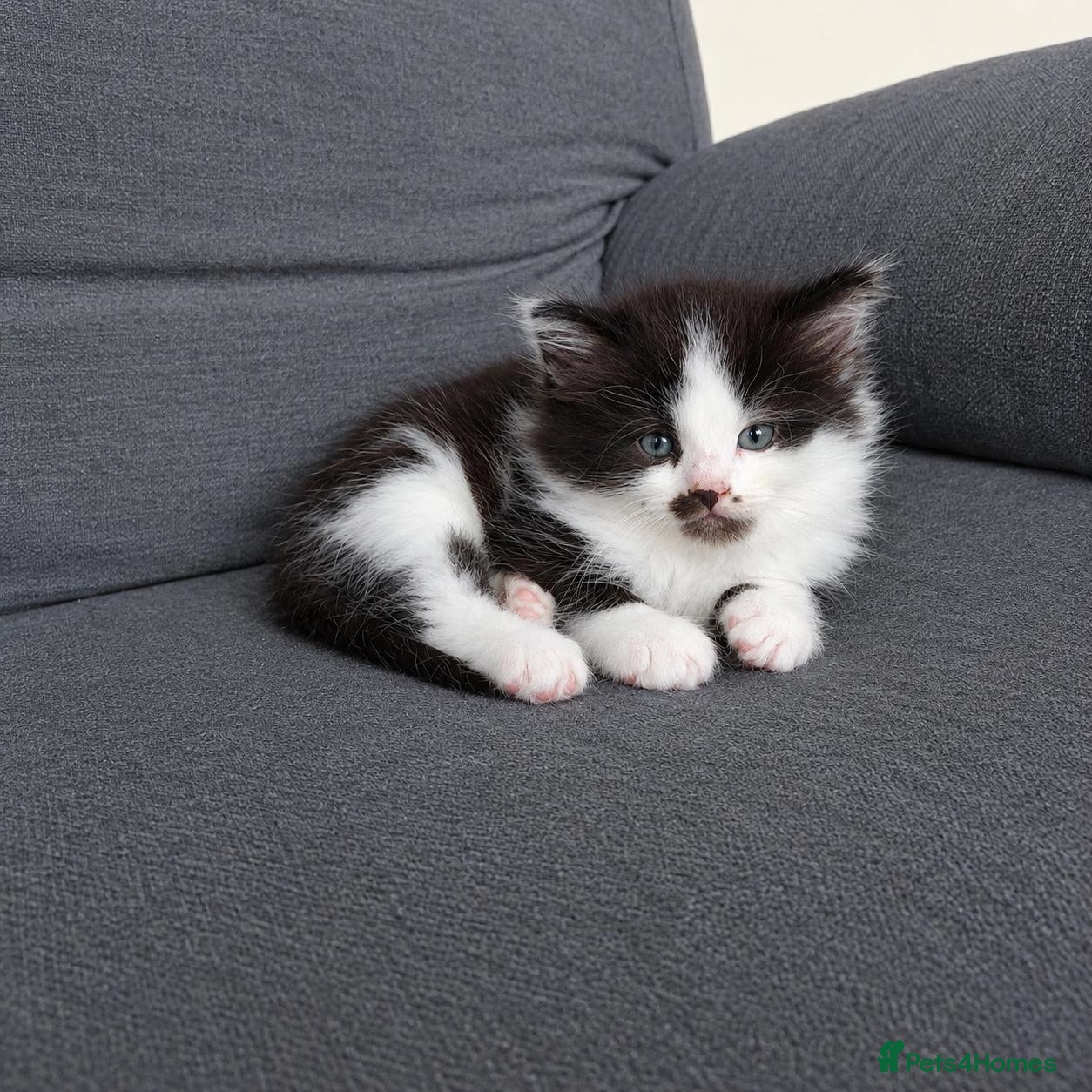 Maine Coon cats ¾ Maine coon kittens  - Advert 18