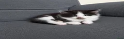 Maine Coon cats for sale: ¾ Maine coon kittens  - Advert 1