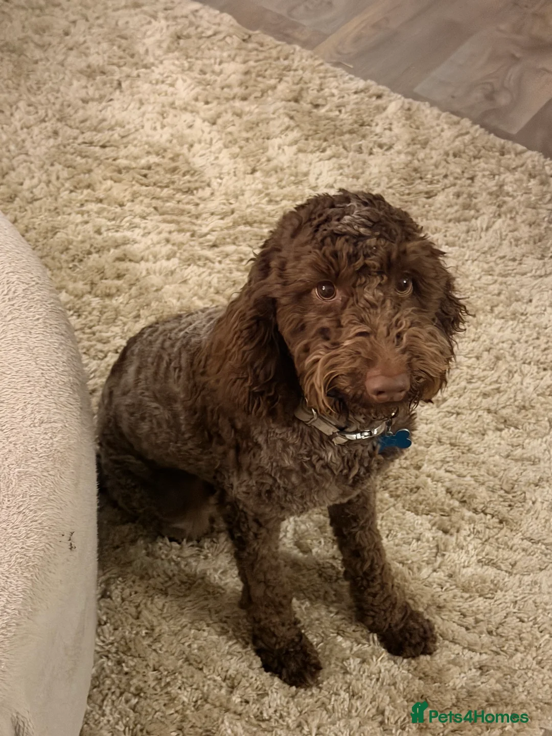 Cockapoo dogs for sale: Cockerpoo - Advert 3