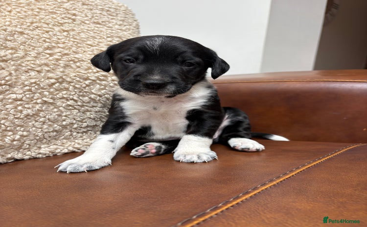 Mixed Breed dogs - Advert 2