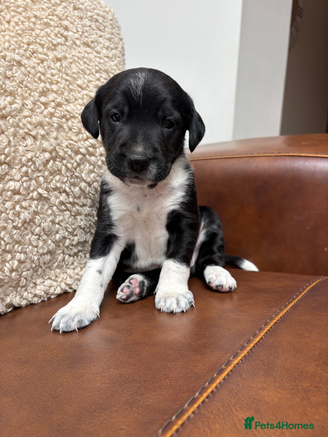 Mixed Breed dogs for sale: Beautiful mixed breed puppy - Image 1