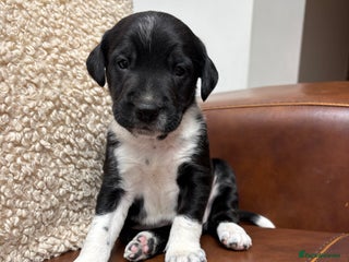Mixed Breed dogs - Advert 1