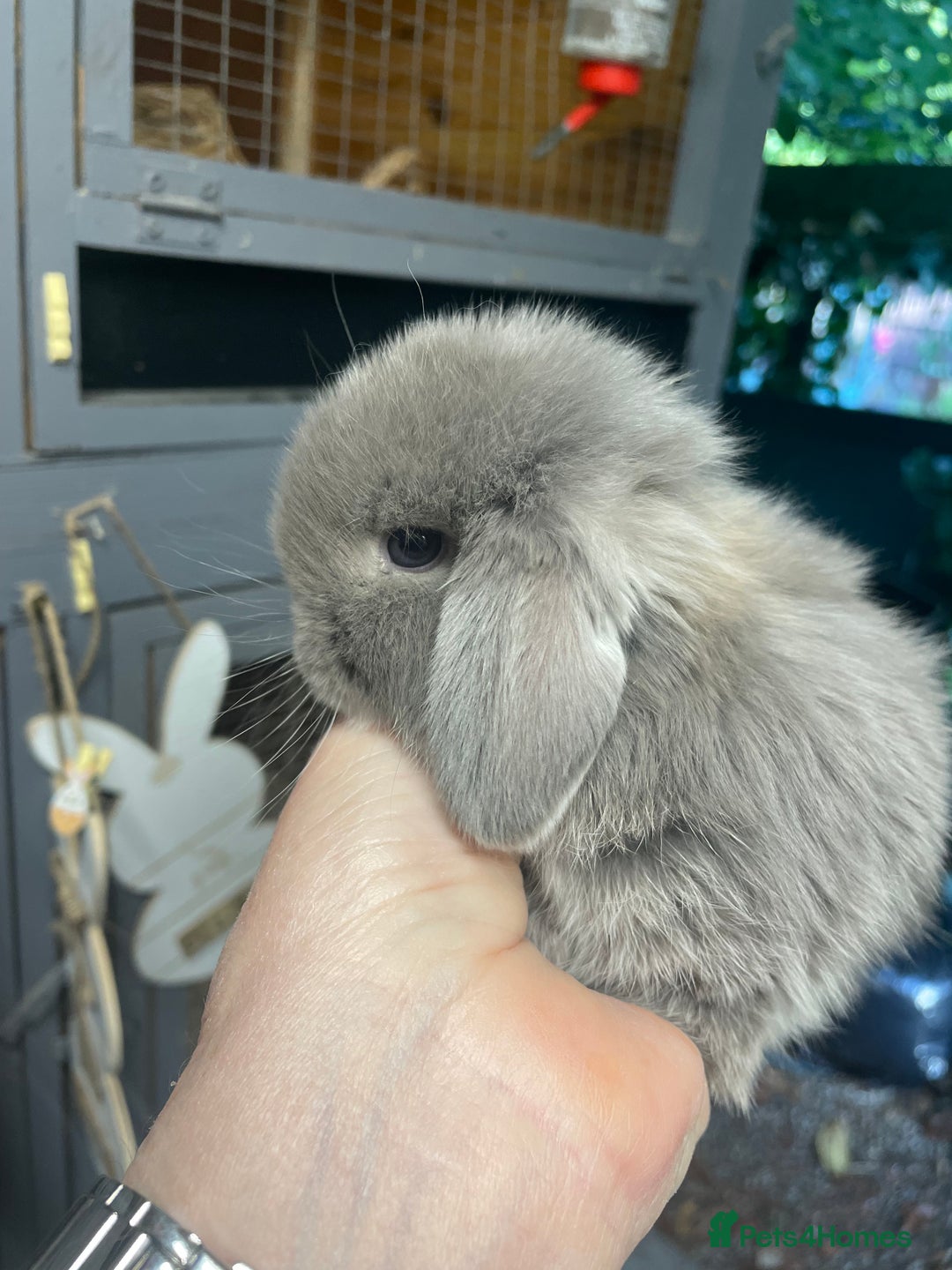Mini Lop rabbits for sale: Stunning mini lops  - Image 4