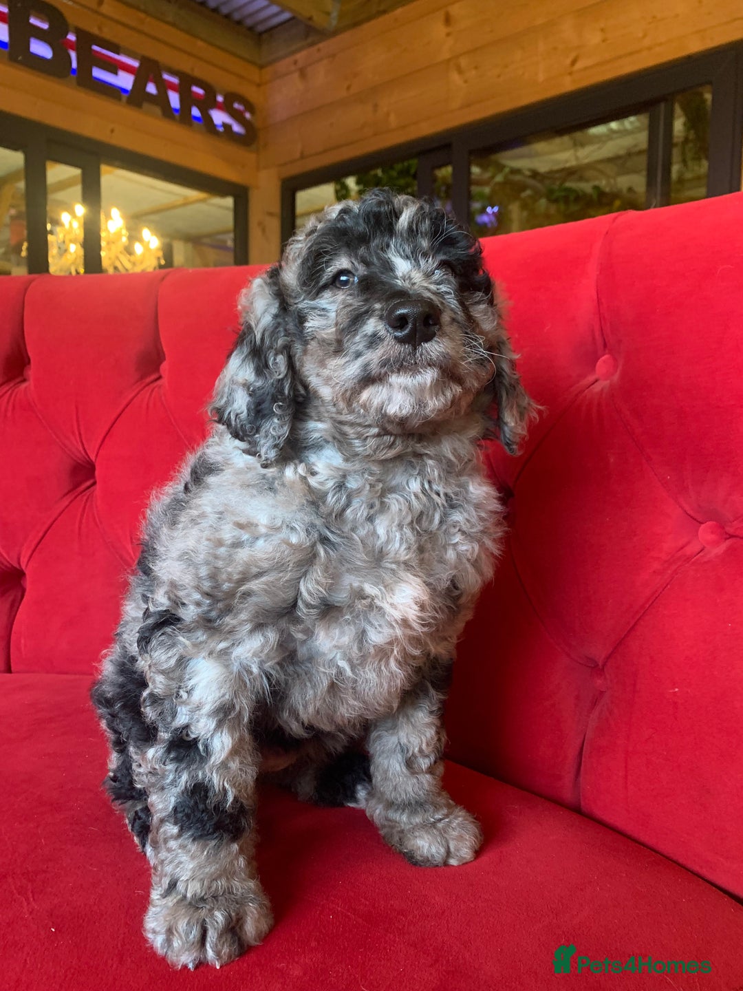 Bernedoodle dogs for sale: F1b Standard Bernedoodle  - Advert 10