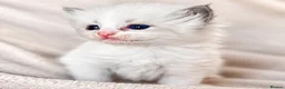 Ragdoll cats for sale: Pure ragdoll kittens  - Advert 7