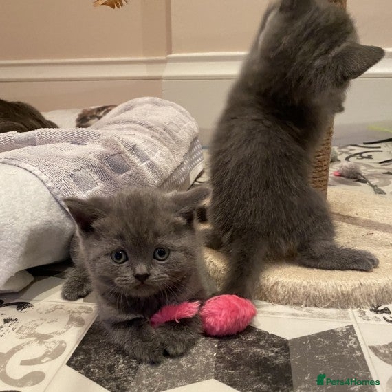 British Shorthair cats adorable BSH kittens ready for their new homes🐾 - Advert 9