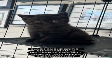 British Shorthair cats - Advert 4