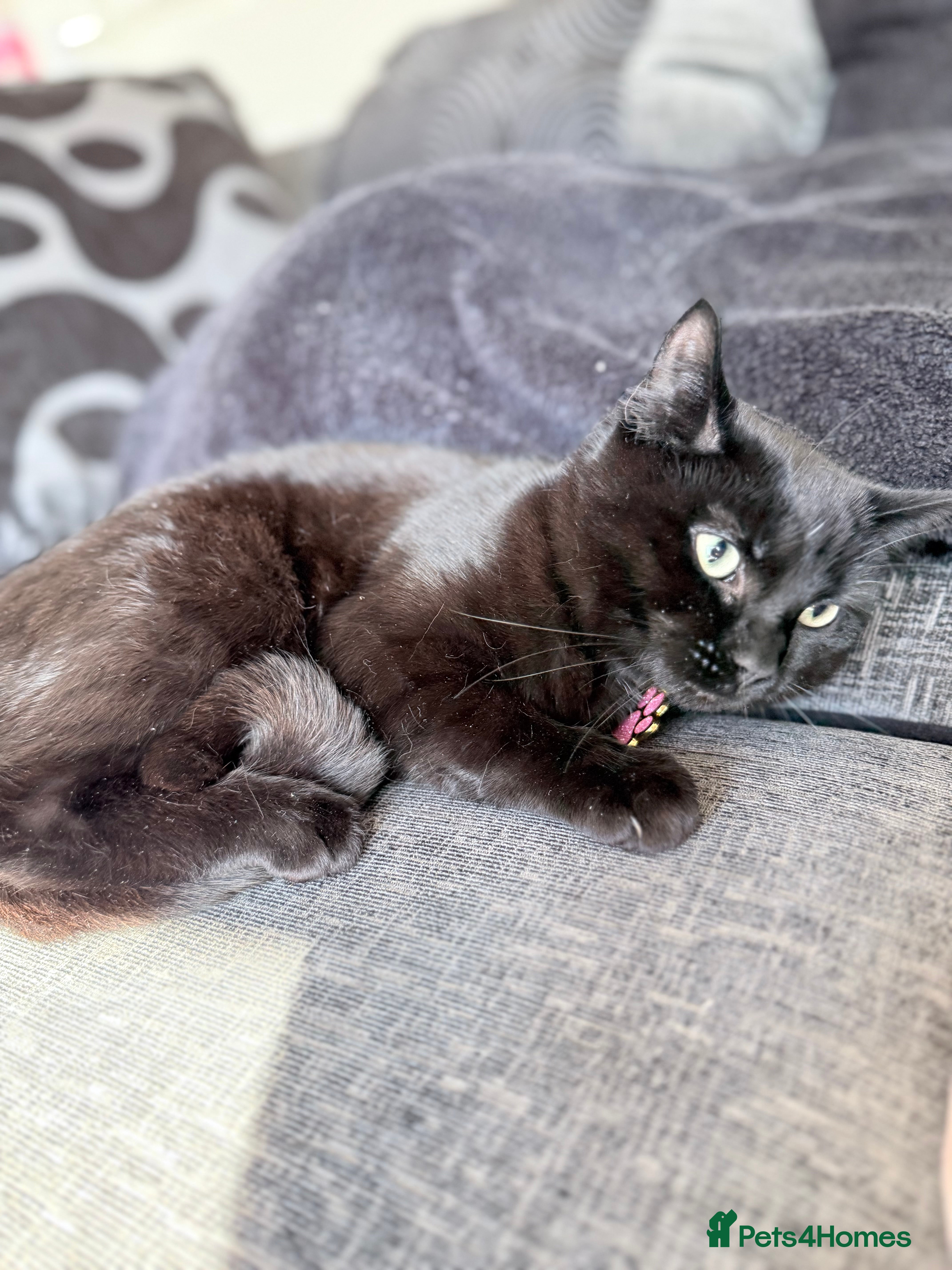 Mixed Breed cats Female kitten  - Advert 1