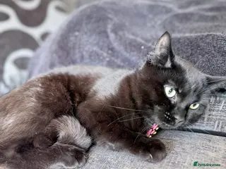 Mixed Breed cats Female kitten - Advert 1