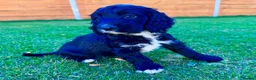 Cockapoo dogs for sale: Cockapoo Babies 🐾🐾🐾 - Advert 6