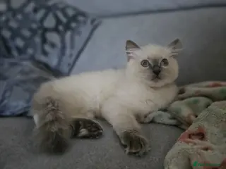 Ragdoll cats ❤️Beautiful RAGDOLL KITTEN ❤️ - Advert 2