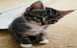 Mixed Breed cats for sale: 5 Gorgeous Happy Babies (Ready to Go) - Image 10