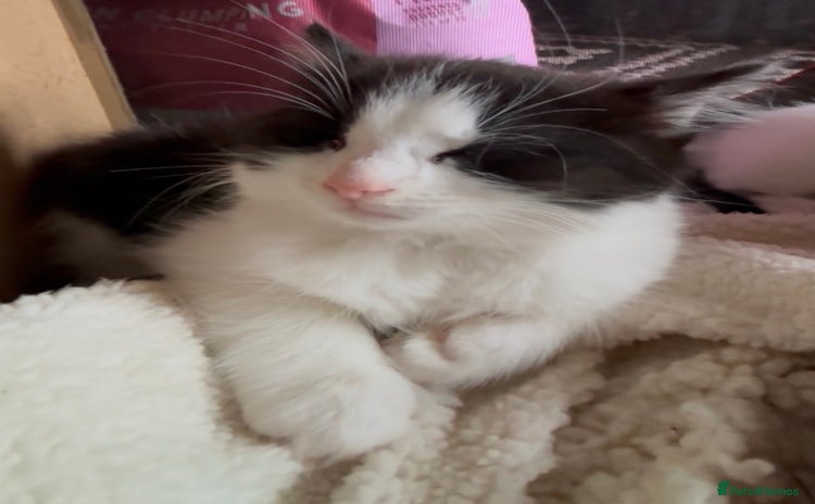 Domestic Shorthair cats - Advert 16