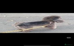 Toy Poodle dogs for sale: Stunning kc toy poodle girls  - Image 2