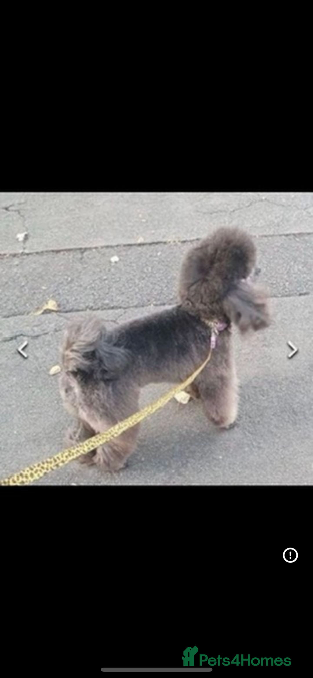 Toy Poodle dogs for sale: Stunning kc toy poodle girls  - Image 2