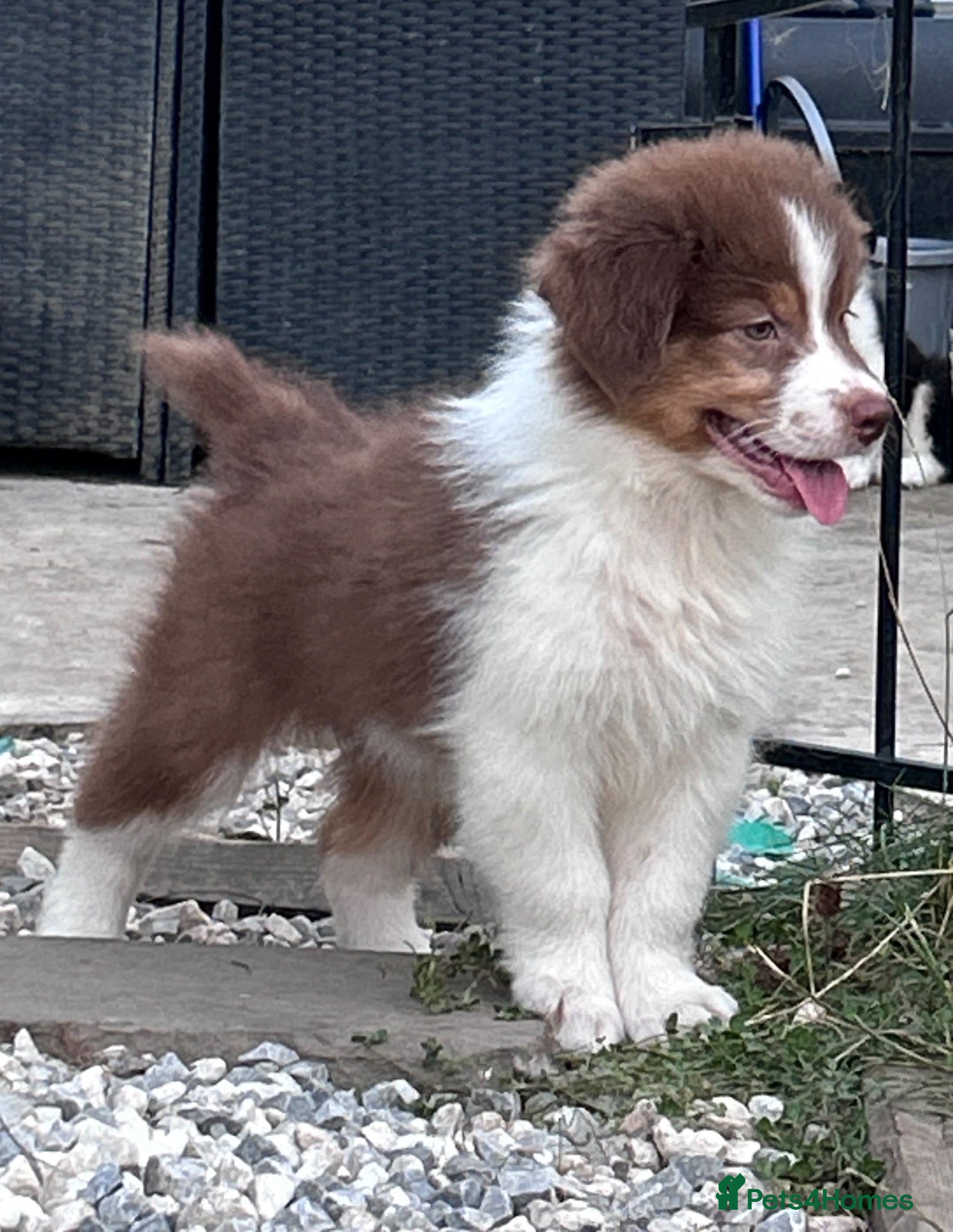 Australian Shepherd dogs STUNNING AUSTRALIAN SHEPHERD PUPPIES  - Advert 5