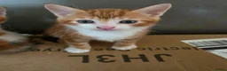 Mixed Breed cats for sale: 2 beautiful male kittens. in Morecambe - Advert 4