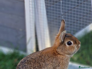 Netherland Dwarf rabbits - Advert 8