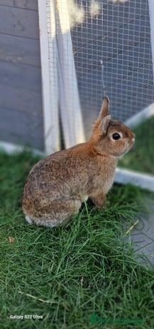 Netherland Dwarf rabbits - Advert 14