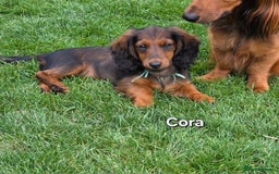 Dachshund dogs for sale: Red long-haired standard dachshund puppies - Image 13