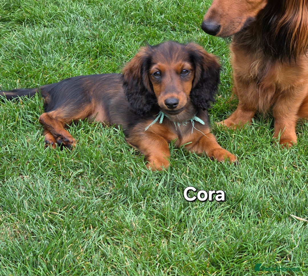 Dachshund dogs for sale: Red long-haired standard dachshund puppies - Image 13