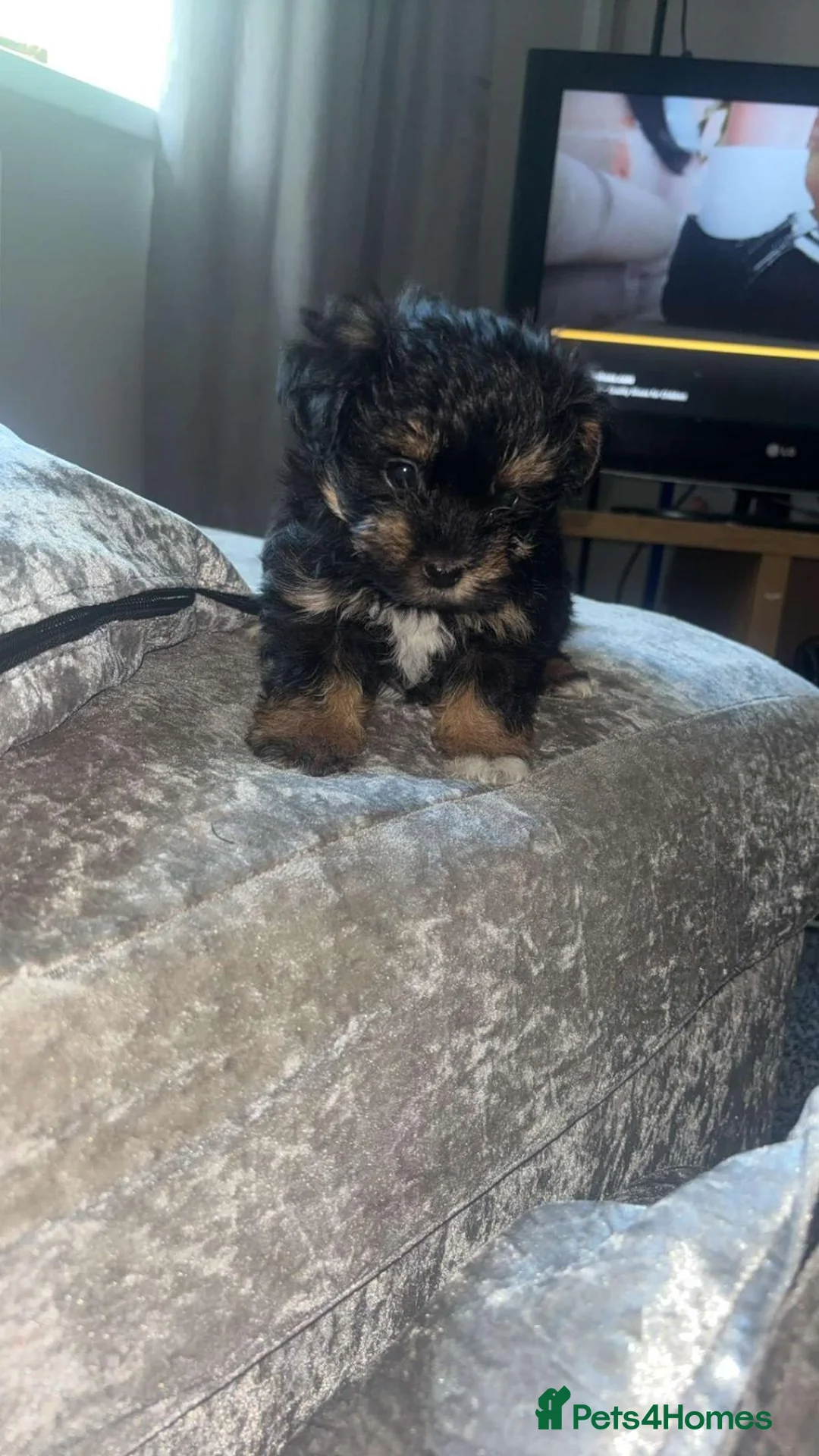 Toy Poodle dogs for stud: K.C Chocolate ToyPoodle at Stud in Coventry - Advert 16