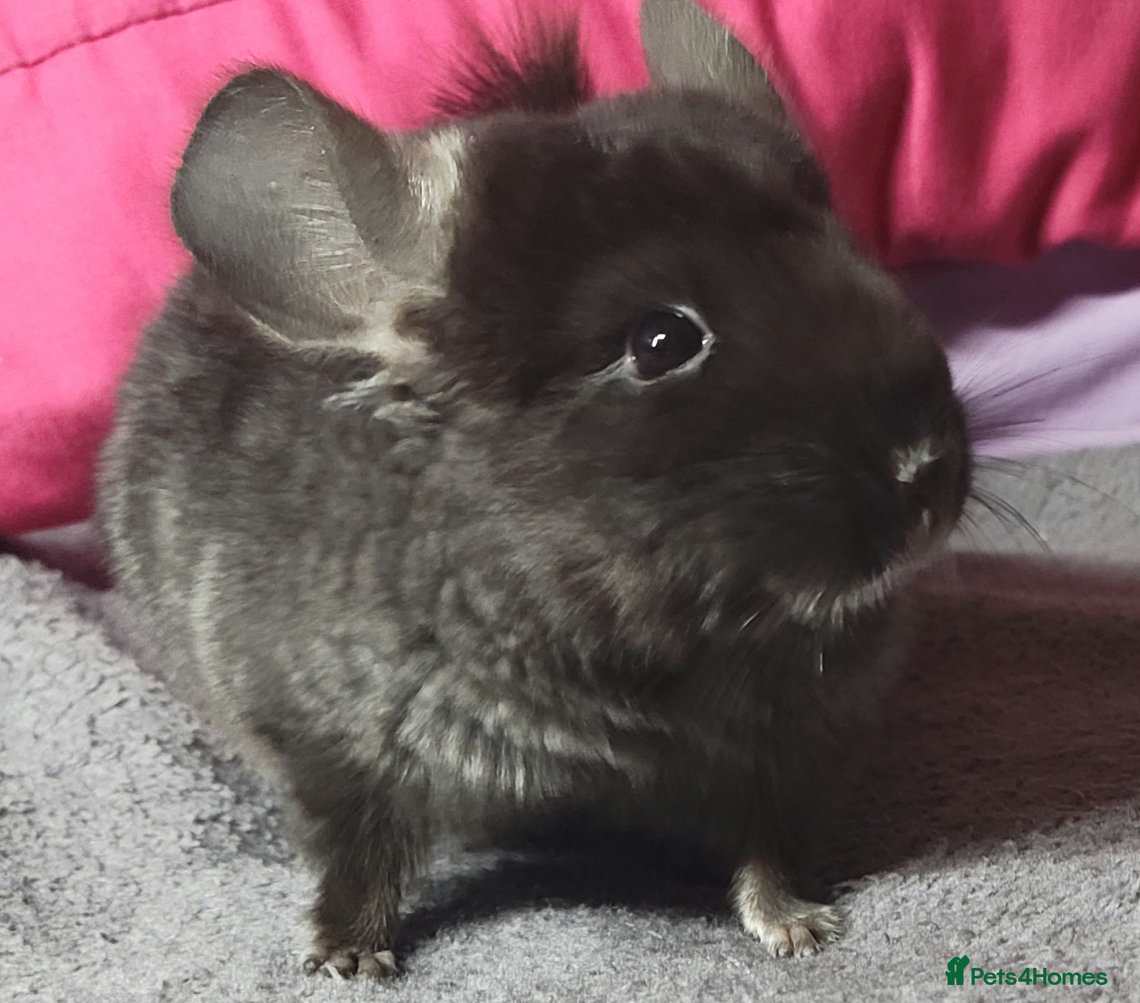 Chinchilla rodents Baby female chinchillas - Advert 9