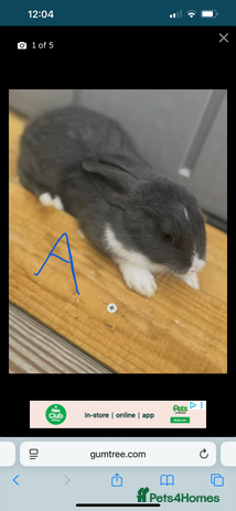 Mixed Breed rabbits - Advert 11