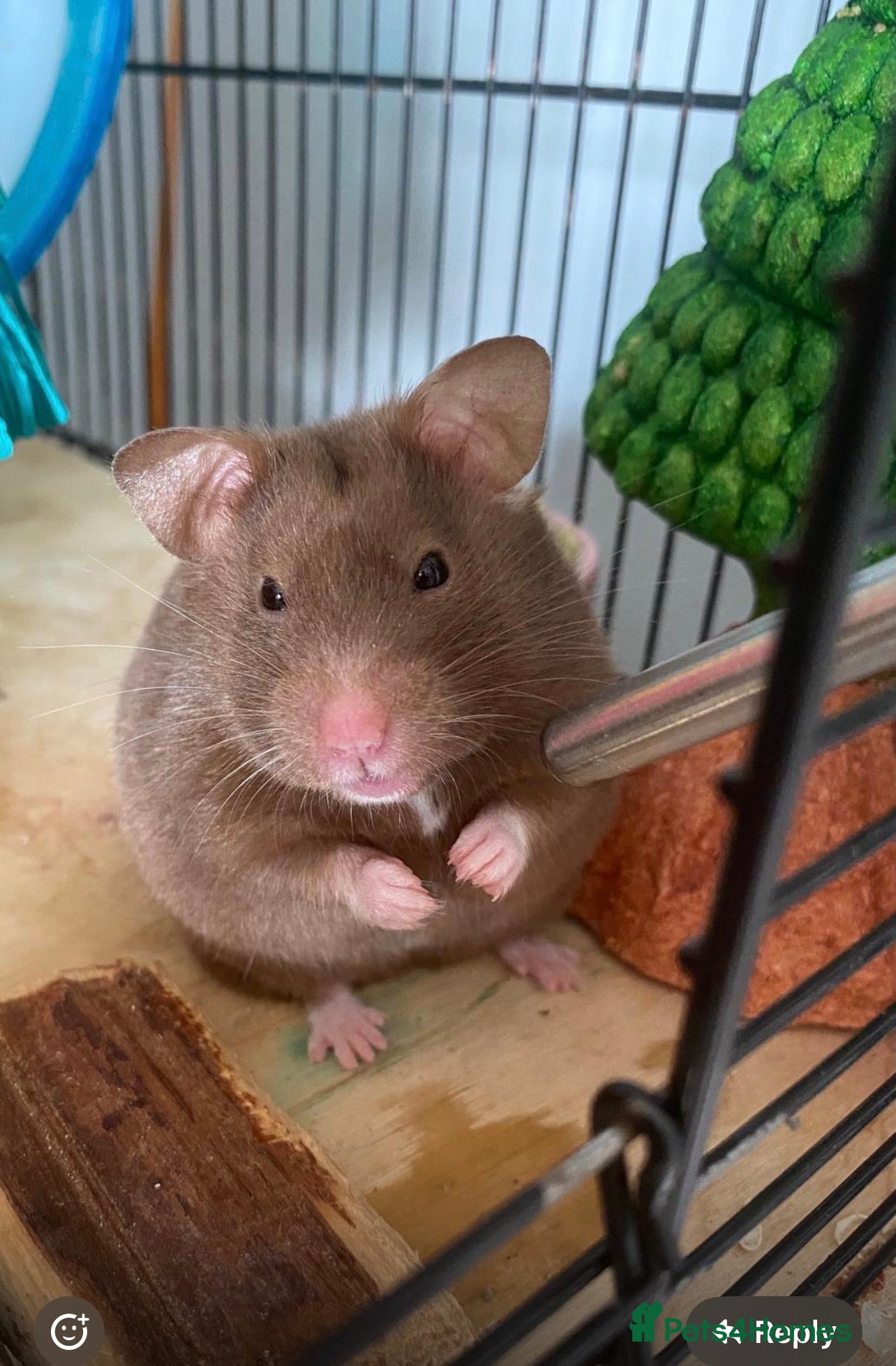 Hamster rodents Hamster - Advert 4