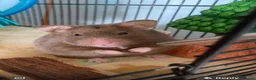 Hamster rodents for sale: Hamster in Crawley - Advert 1