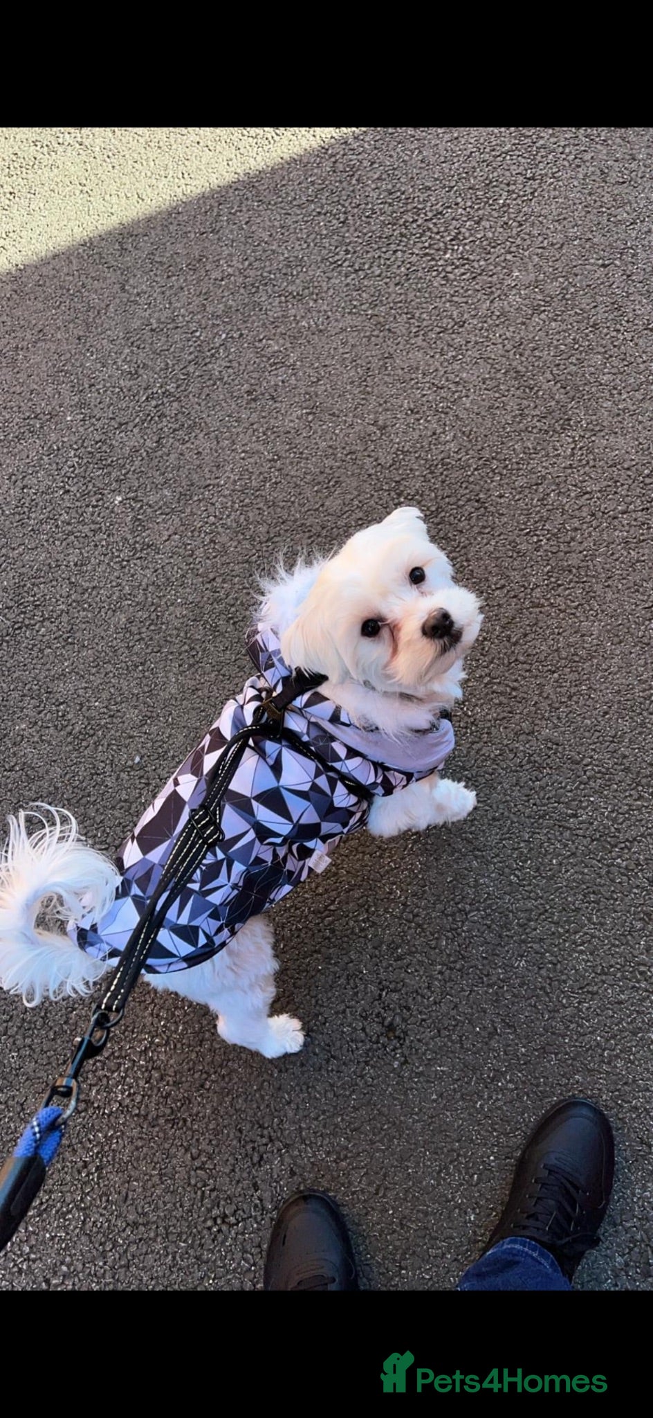 Maltese dogs Beautiful White Male Maltese – 3 Years 10 Months - Advert 5