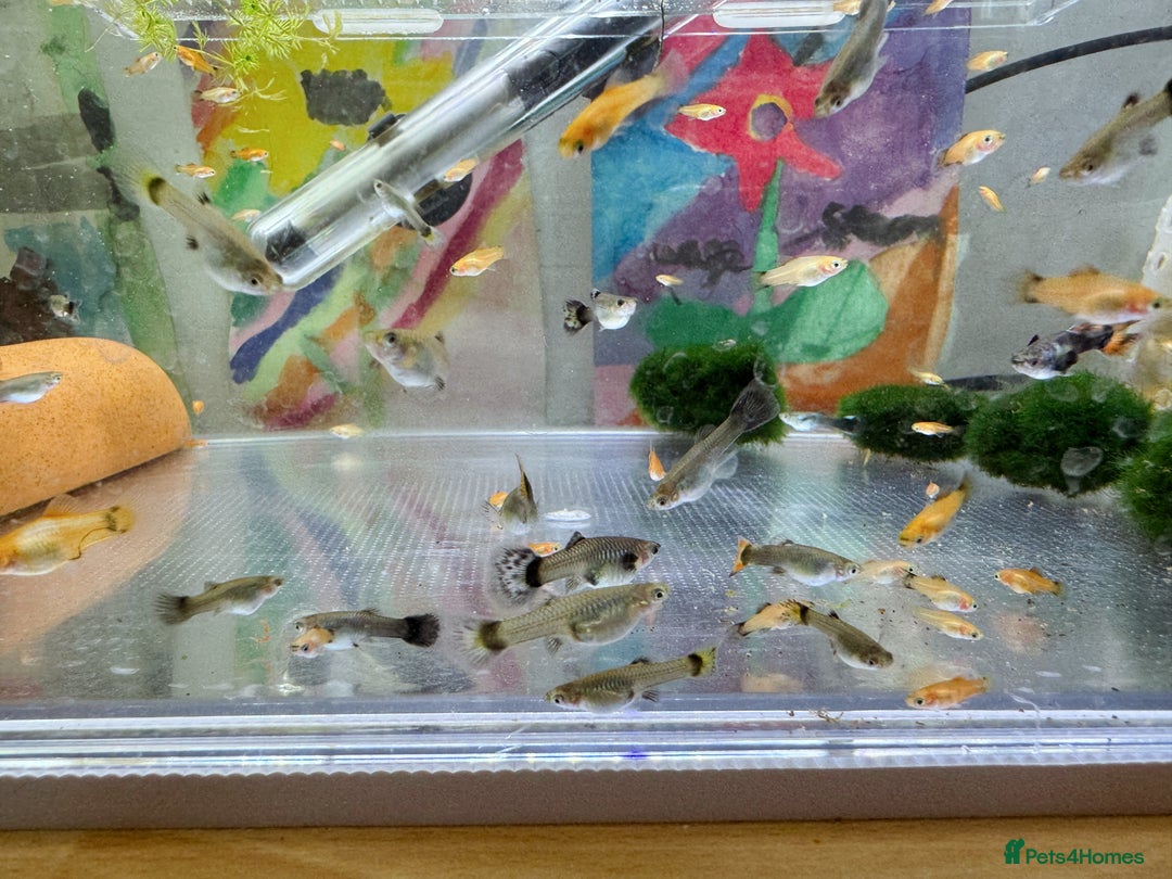 Platies fish for sale: Small platys and Guppys for sale £1 each-Fish only in Bromley - Image 13