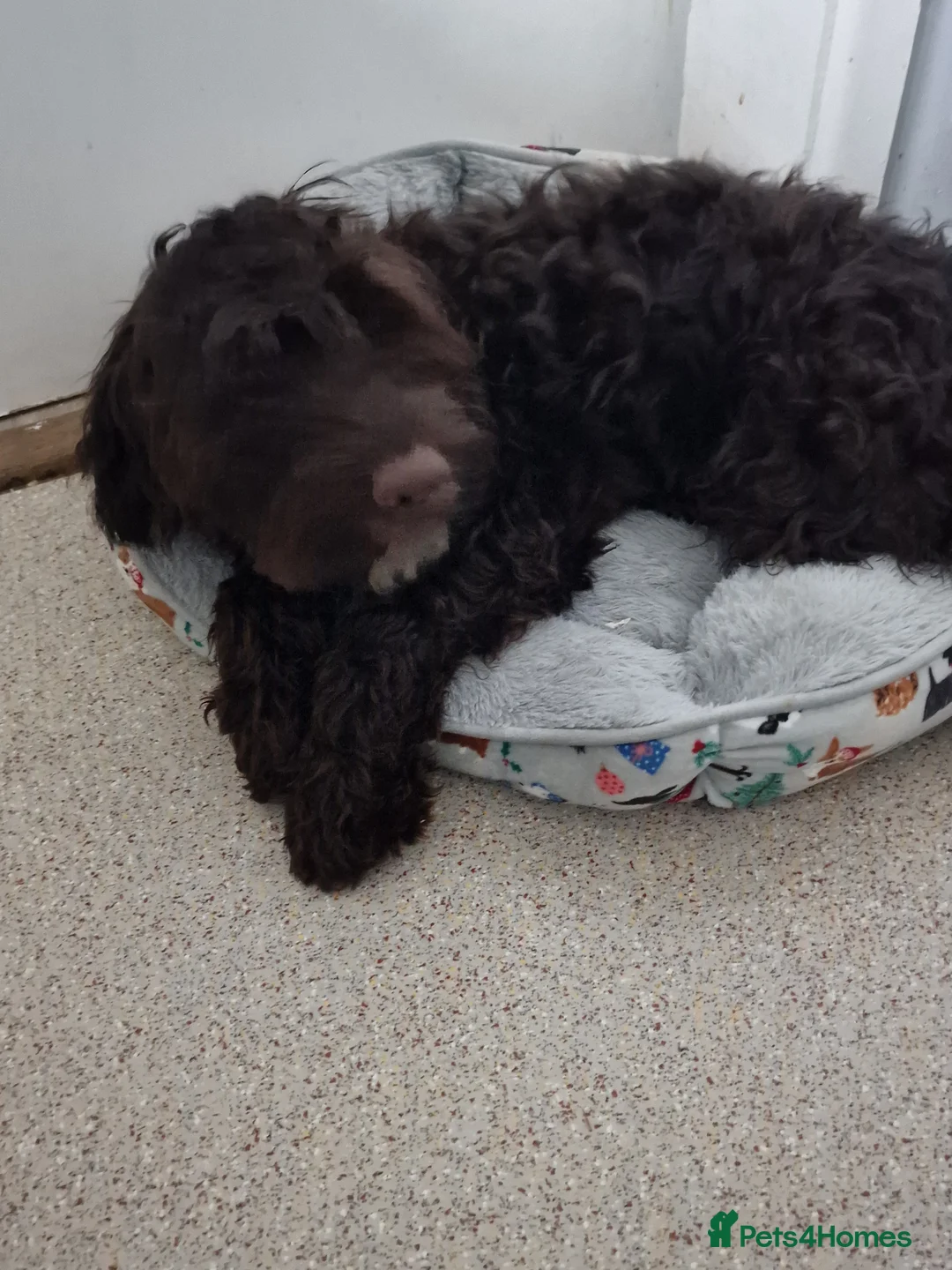 Cockapoo dogs for sale: Cockapoo boy - Advert 2