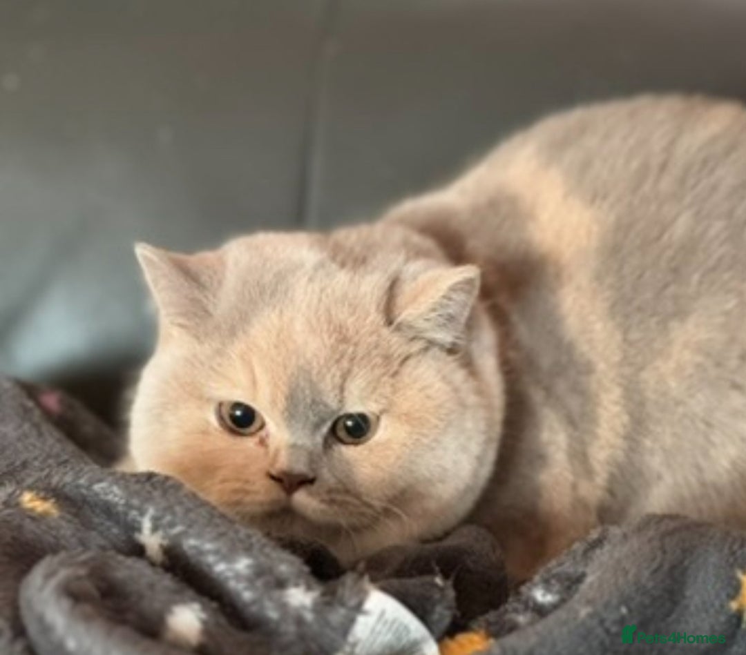 British Shorthair cats for sale: Fawn tortie female kitten ready mild Jan - Advert 6