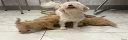 Maltipoo dogs for sale: DNA Clear & KC reg parents  - Advert 18
