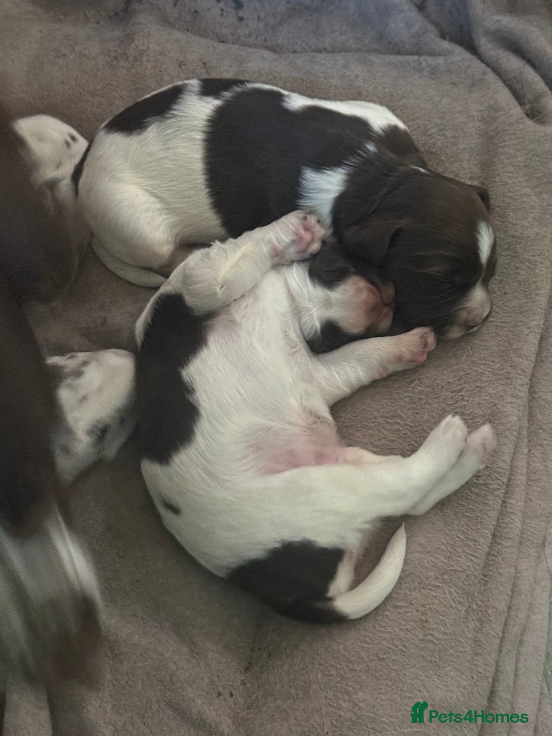 English Springer Spaniel dogs for sale: English Springer Spaniel Puppies - Advert 12