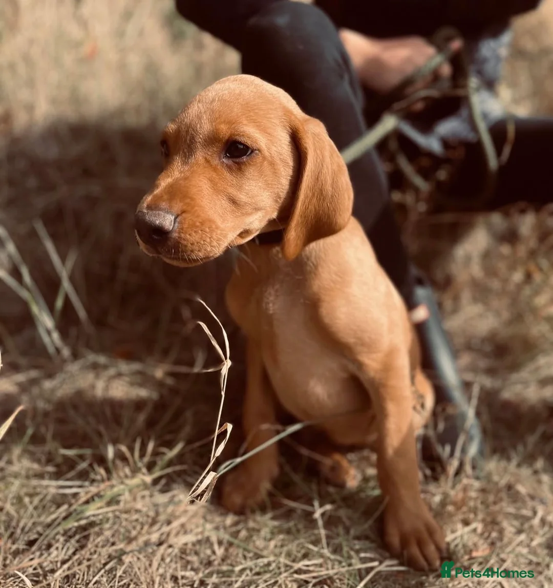 Labrador Retriever dogs for sale: Working Line Labrador Puppies  - Advert 14