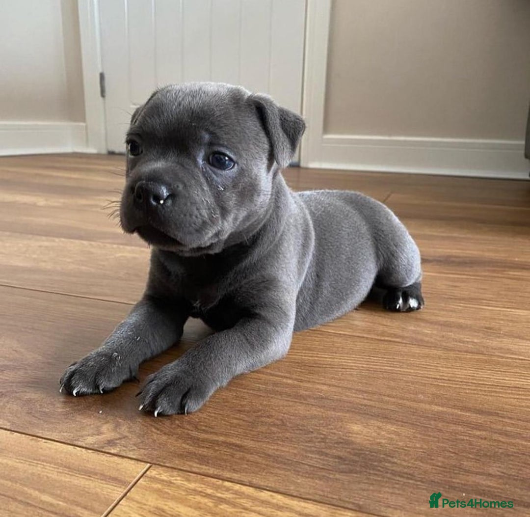 Staffordshire Bull Terrier dogs for sale: Purebred Staffordshire bull terrier puppies - Image 2