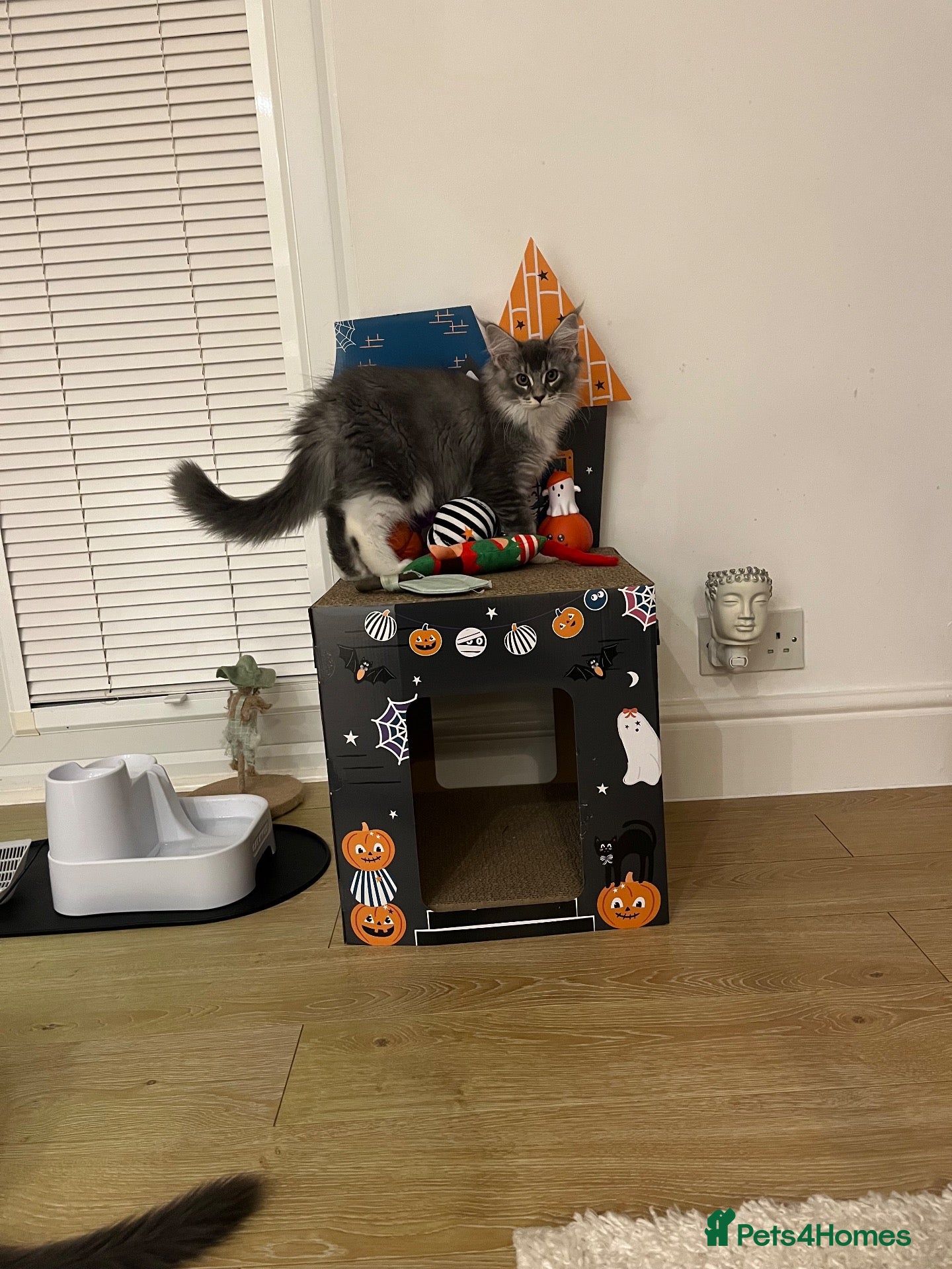 Maine Coon cats for sale: Maine coon kittens GCCF registered - Advert 1
