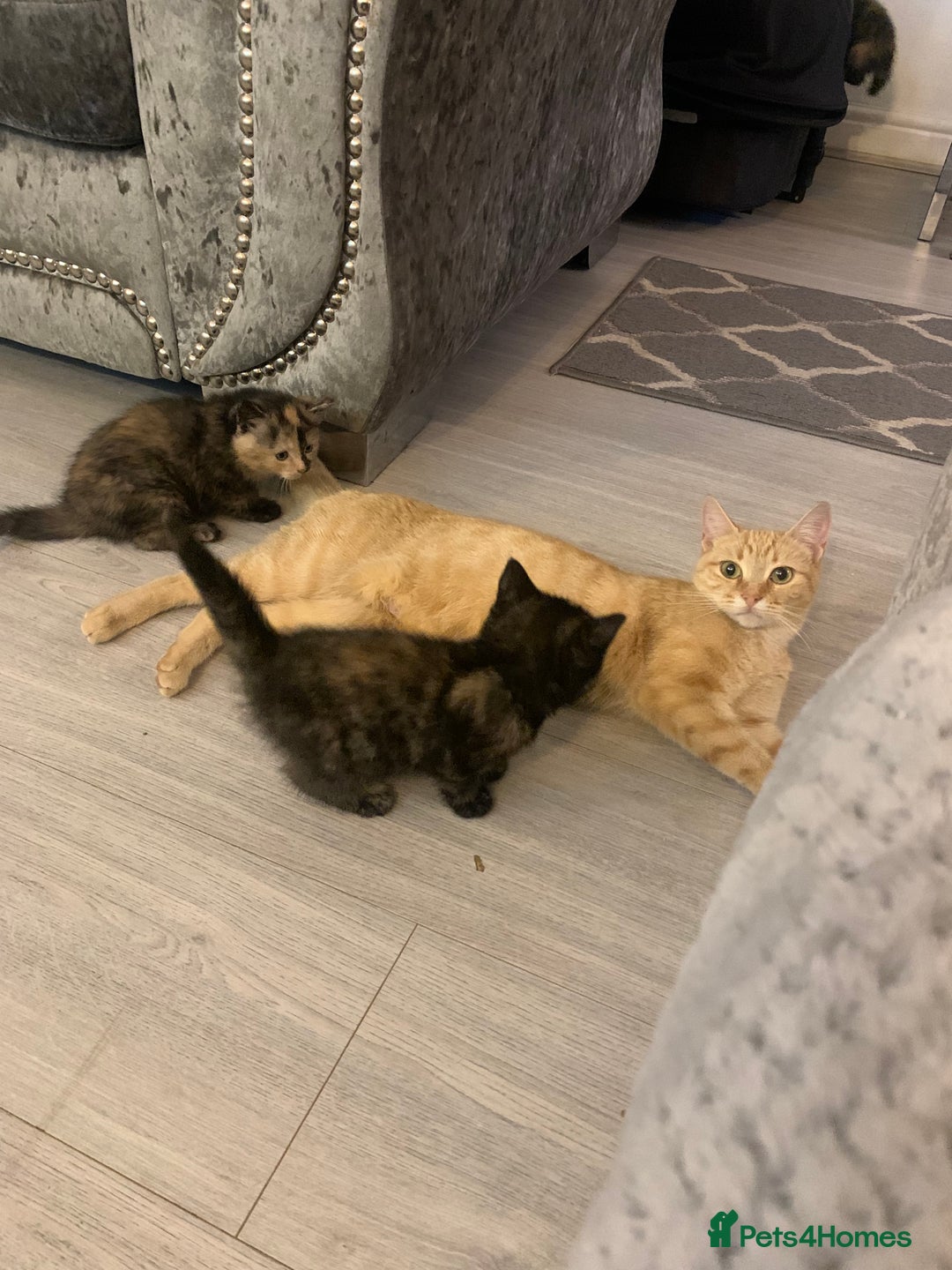 British Shorthair cats for sale: 2 female kittens  - Advert 2