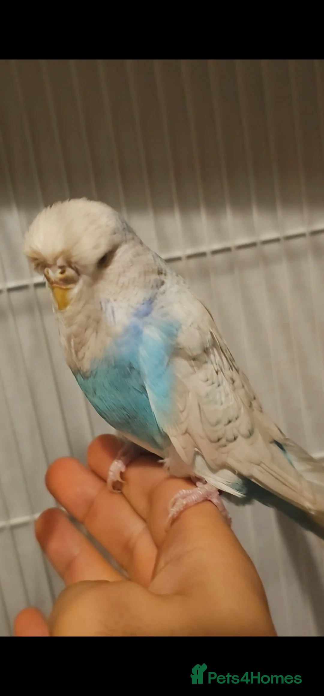 Cockatiels birds for sale: Tamed exhibation budgies - Advert 4