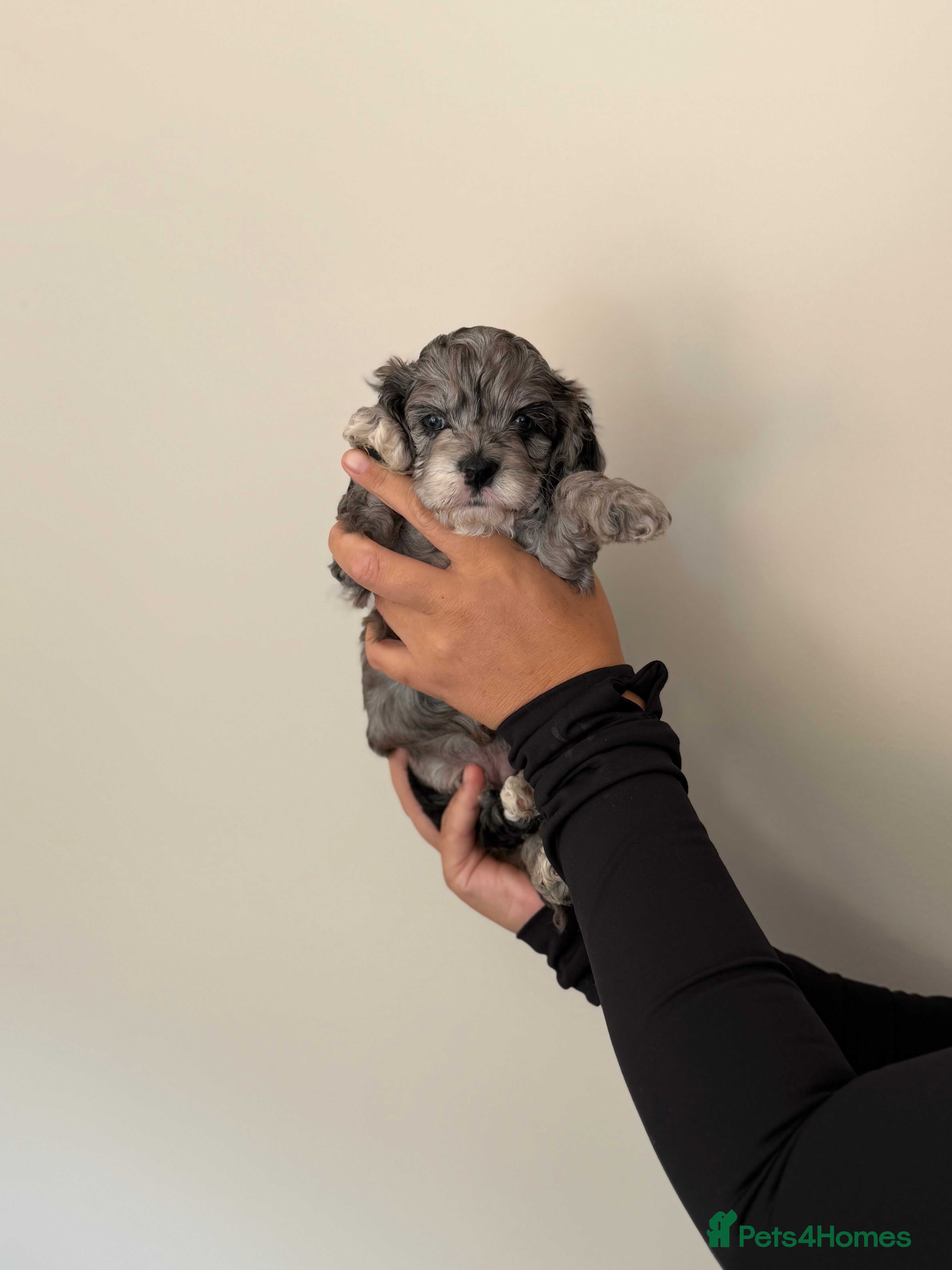 Cockapoo dogs Stunning Yankeepoo puppies ❤️ - Advert 2