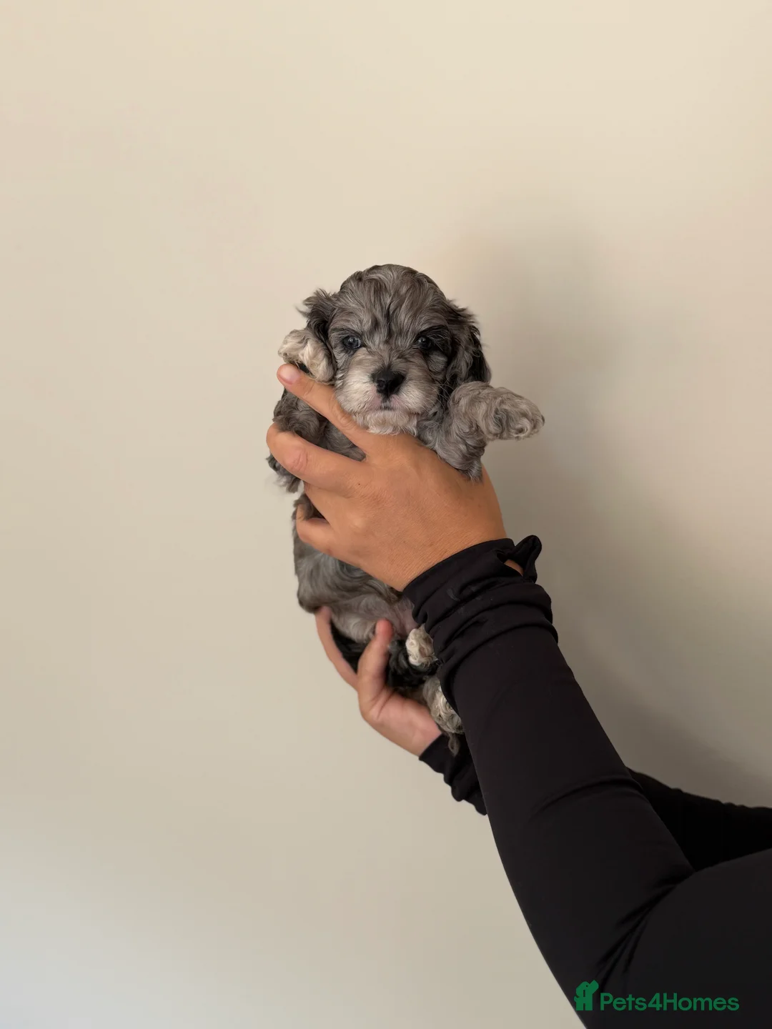 Cockapoo dogs for sale: Stunning Yankeepoo puppies ❤️ in Doncaster - Advert 2