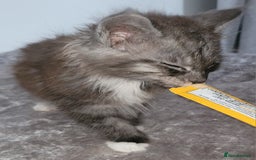 Maine Coon cats for sale: Maine coon X  - Image 6