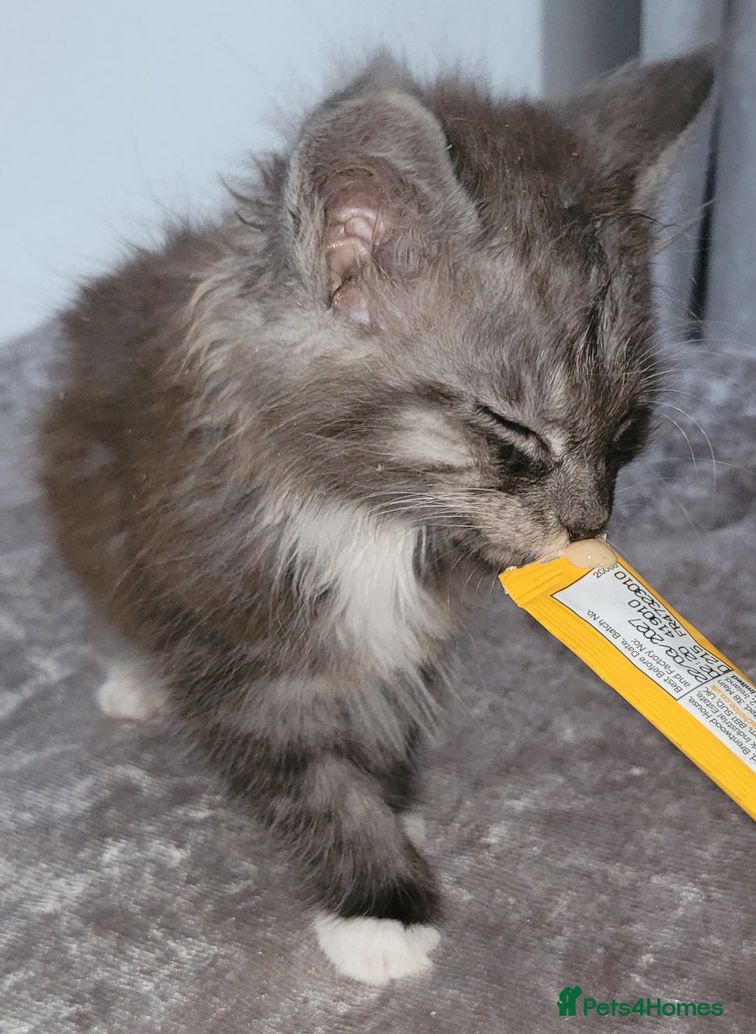Maine Coon cats for sale: Maine coon X  - Image 6