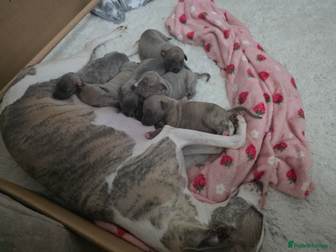 Whippet dogs for sale: Gorgeous kc registered whippet puppies  - Advert 3