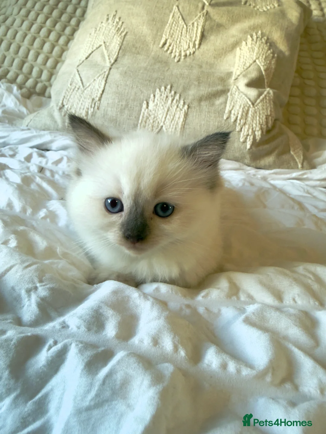 Ragdoll cats for sale: ✨ Beautiful Ragdoll Kittens ✨  - Advert 2